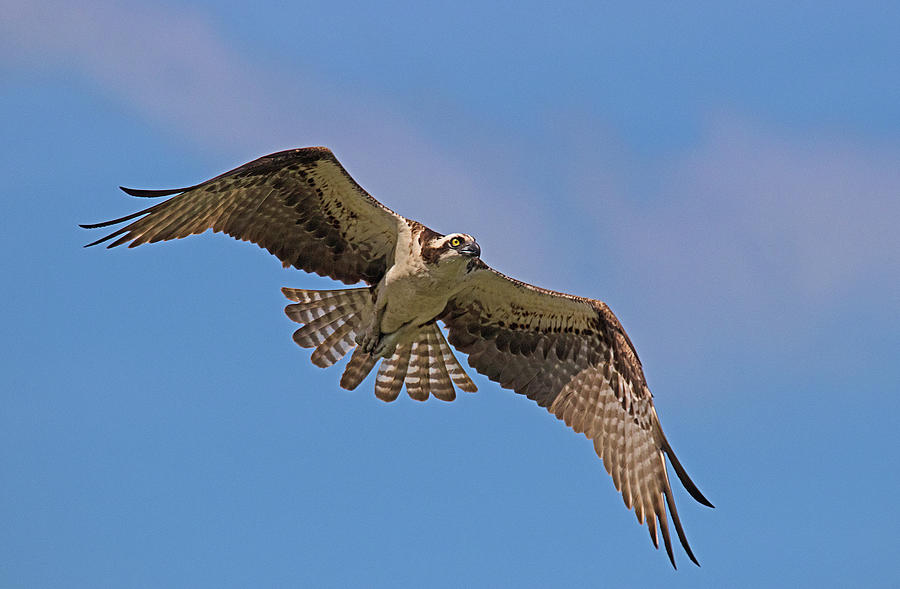 Zeroing In Photograph by Karl Ford | Fine Art America