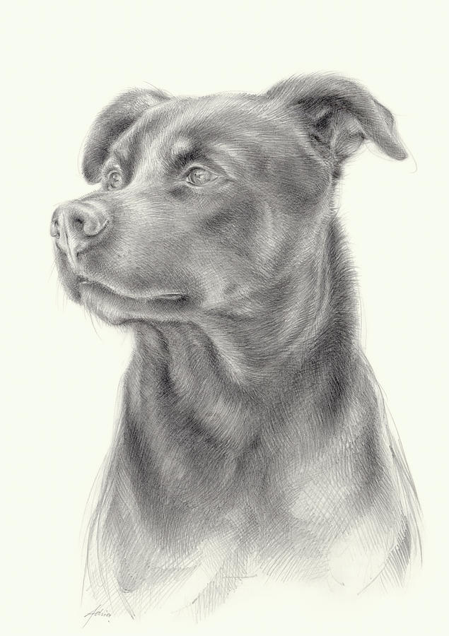 Zeus 1, dog portrait Drawing by Adriana Mueller