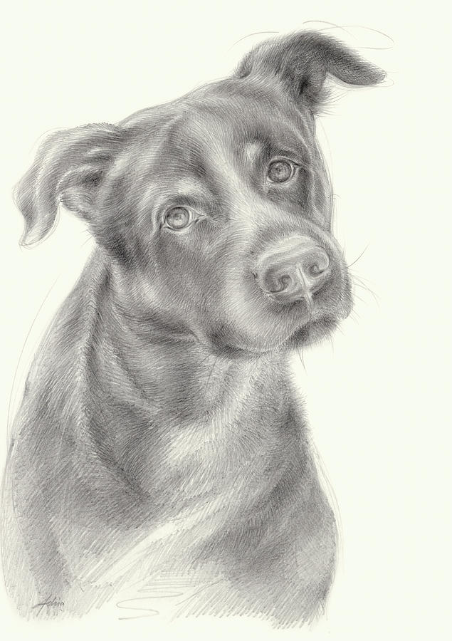 Zeus 2, dog portrait Drawing by Adriana Mueller