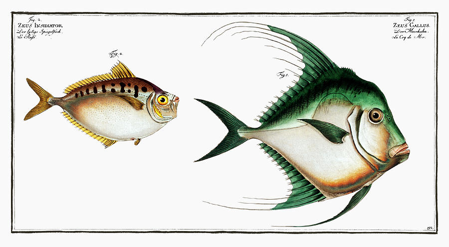 Fish Digital Art -  Zeus Insidiator from Ichtylogie, ou Histoire  by Celestial Images