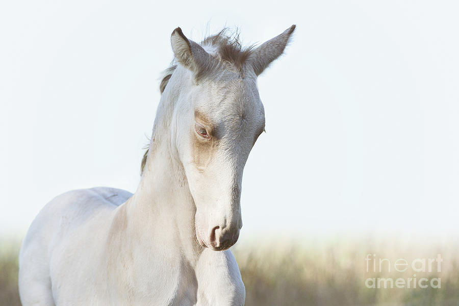 Zeus - Horse Art Photograph by Lisa Saint