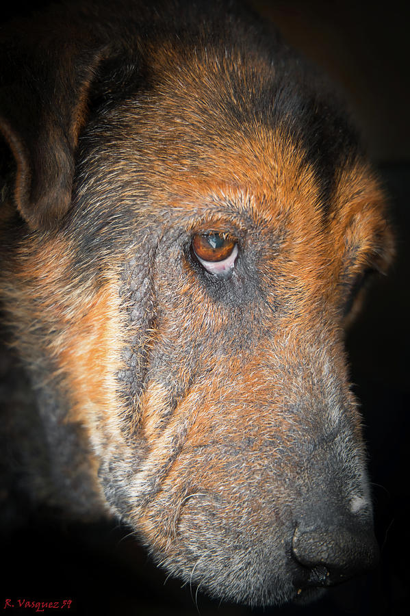 Zeus The Wonder Dog Photograph by Rene Vasquez