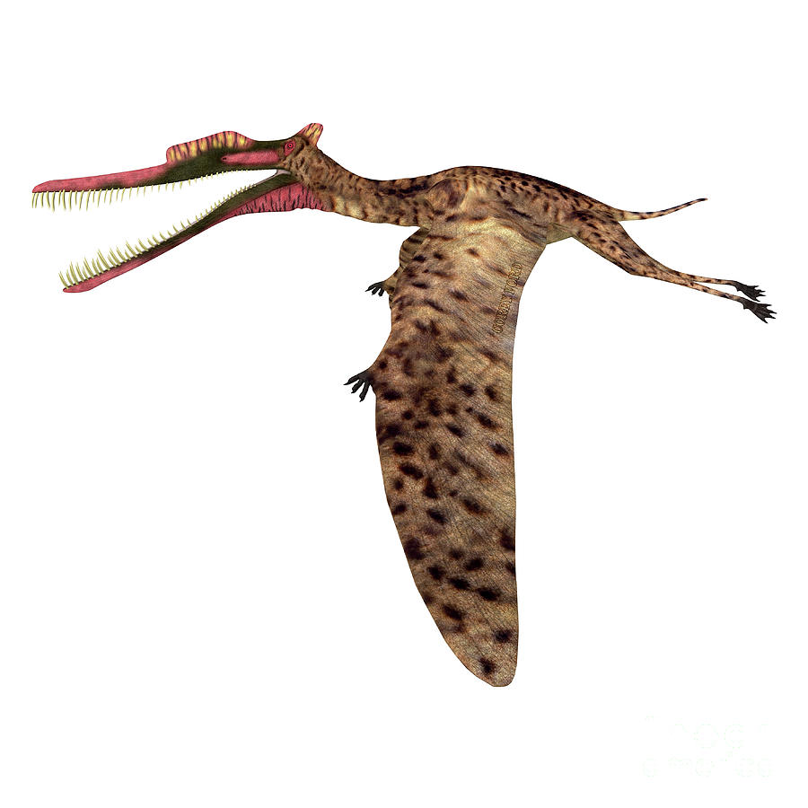 Zhenyuanopterus Pterosaur Flying Digital Art by Corey Ford