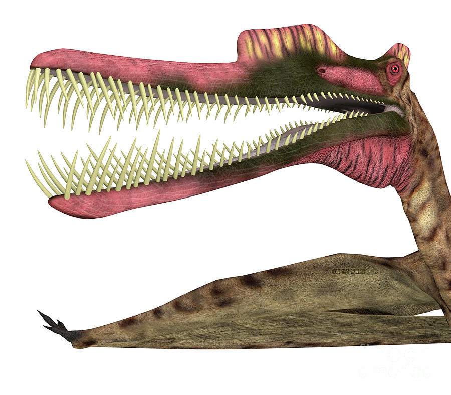 Zhenyuanopterus Pterosaur Head Digital Art by Corey Ford