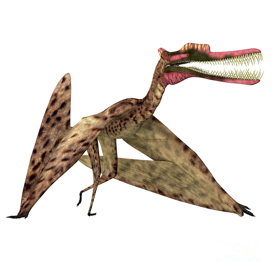 Zhenyuanopterus Pterosaur Walking Digital Art by Corey Ford