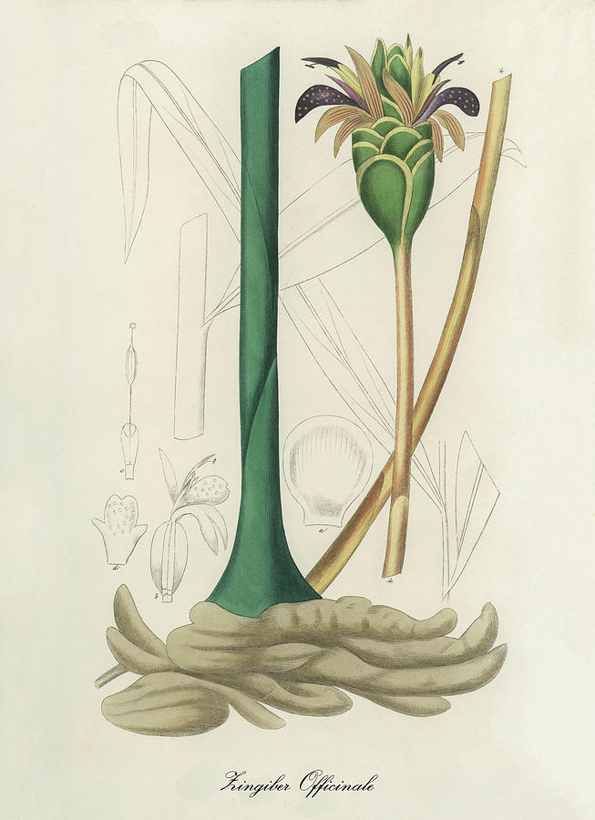 Nature Digital Art - Zingiber Officinale - Ginger -  Medical Botany - Vintage Botanical Illustration - Plants and Herbs by Studio Grafiikka