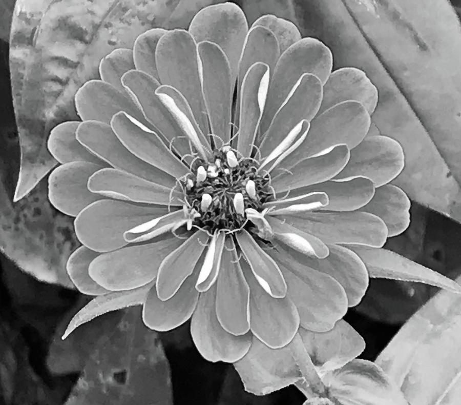 Zinnia 1 Photograph by Colleen Casner
