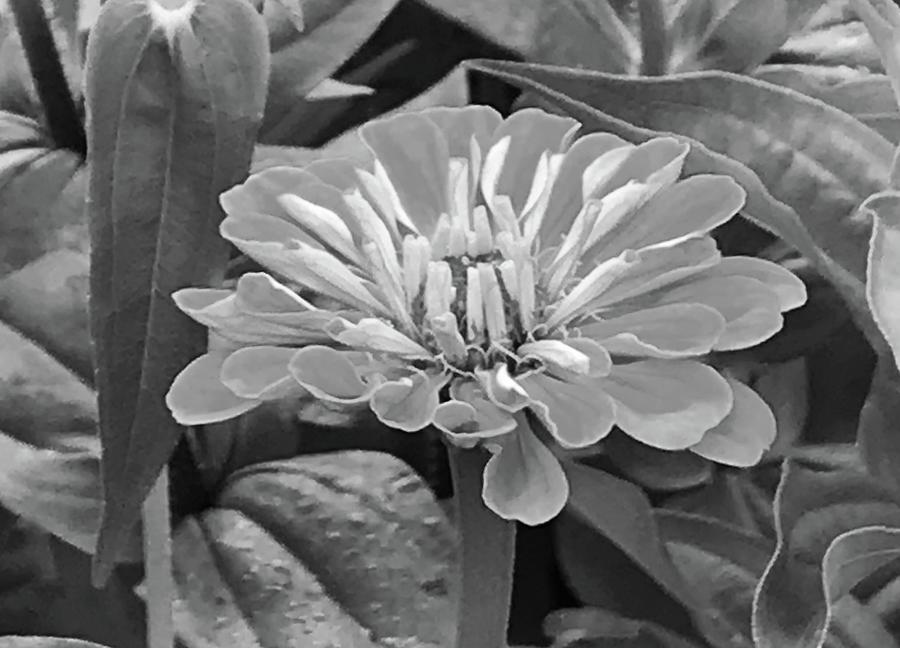 Zinnia 2 Photograph by Colleen Casner