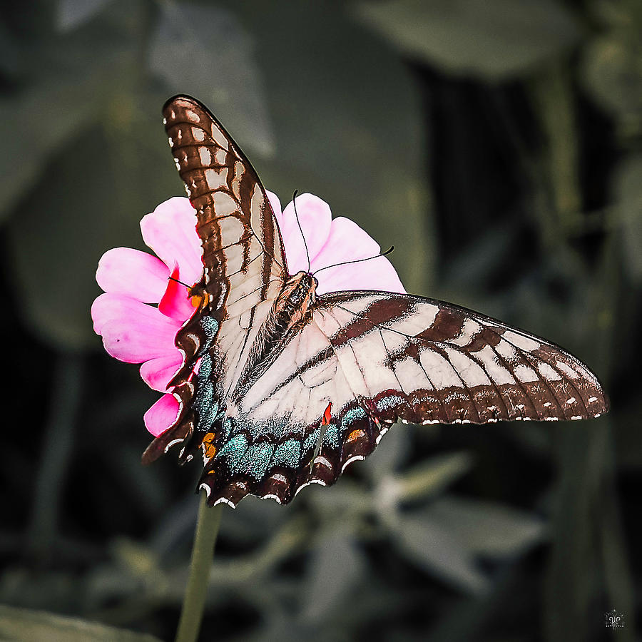 Butterfly Photograph - Zinnia and Papilionidae 2 of 4 by Kelly Larson
