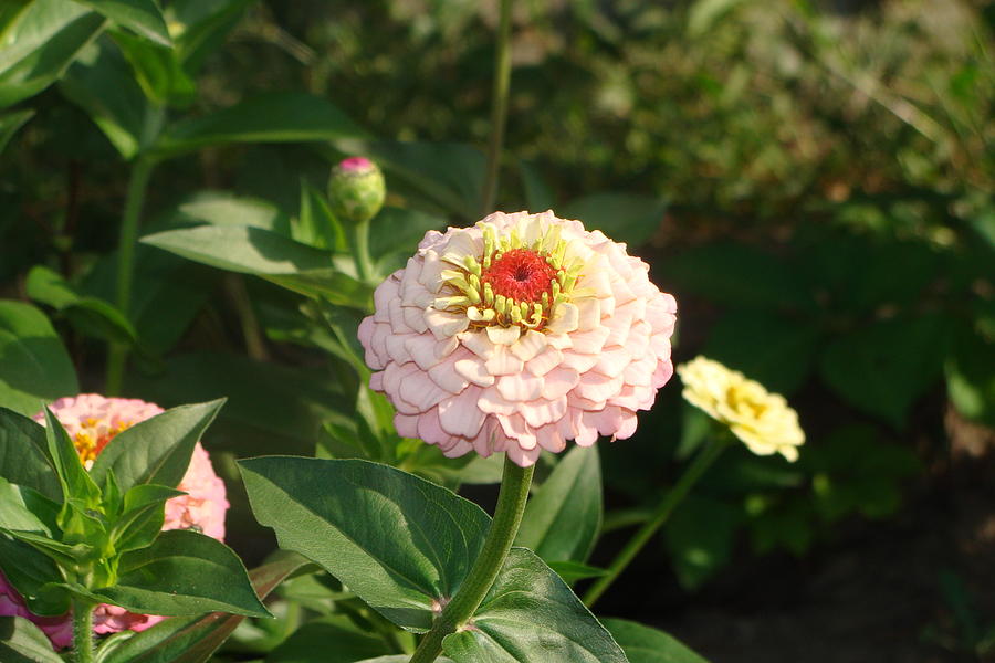 Zinnia Photograph by Anthony Seeker