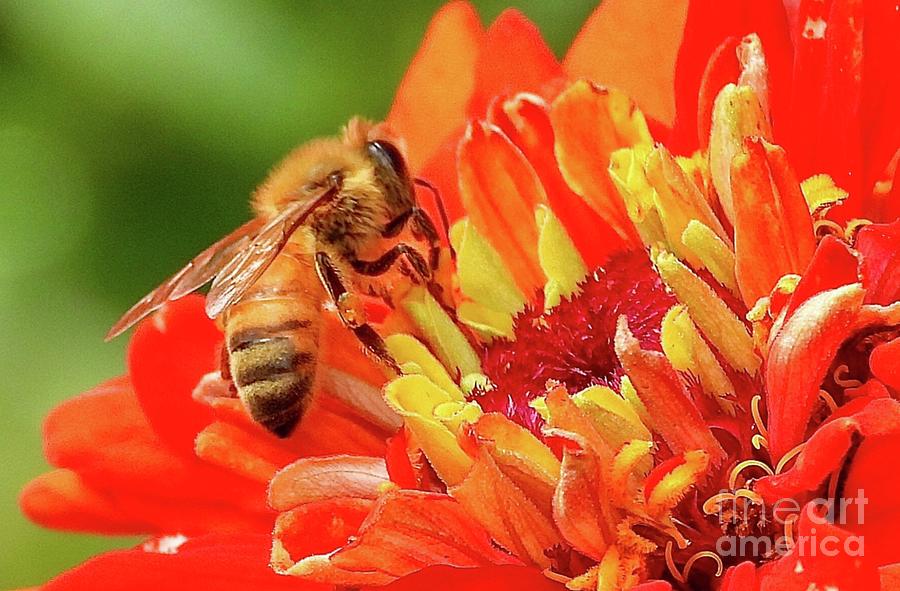 Busy bee on Red Flower Photograph by Csilla Florida