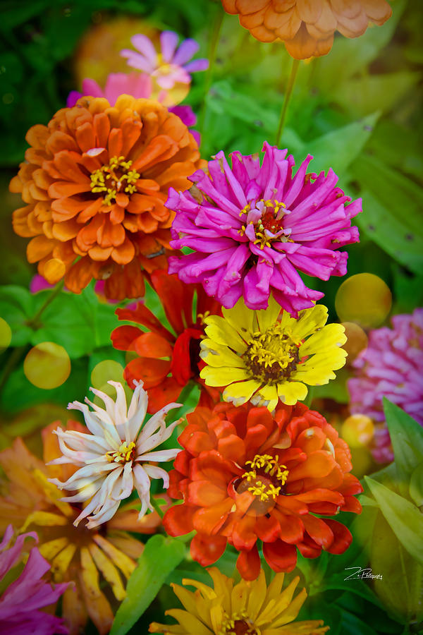 Zinnia Blooms Photograph by Ingrid Zagers