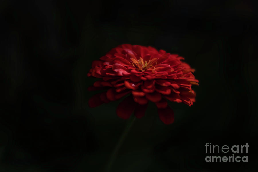 Zinnia by Mornings First Light Photograph by Shannon Moseley