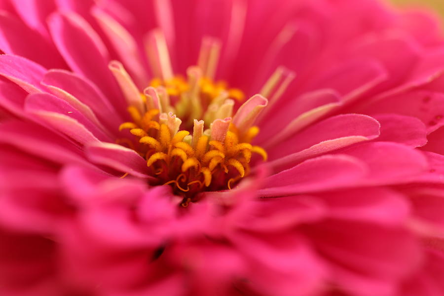 Zinnia close up Photograph by Laurie Lago Rispoli