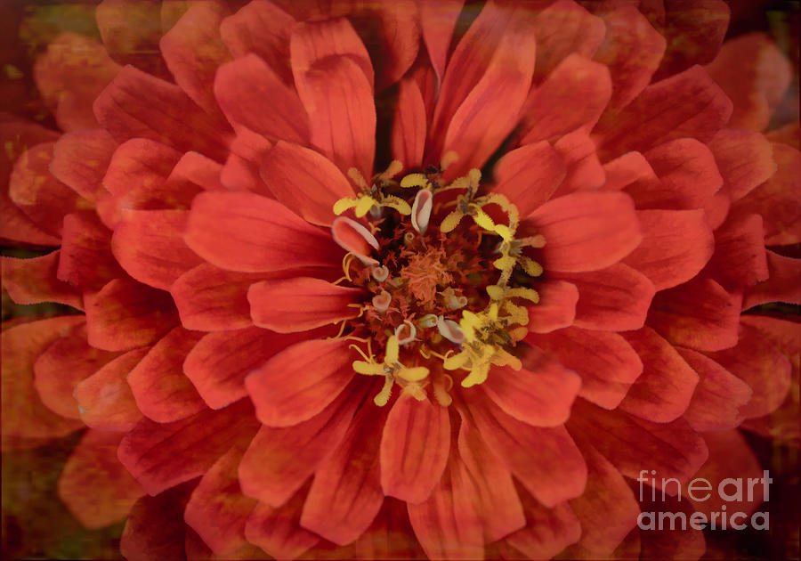 Zinnia Dream Photograph by Shannon Moseley