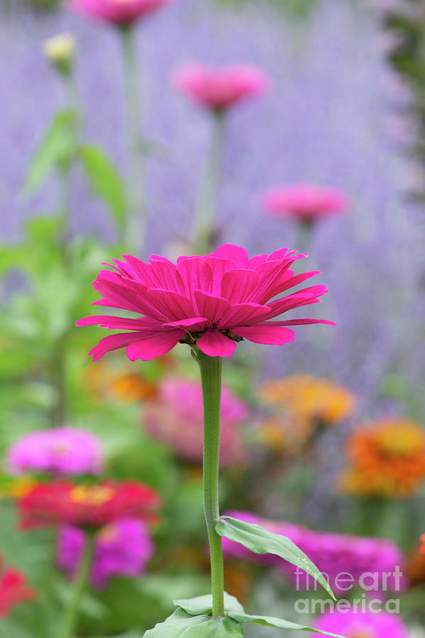 Flower Photograph - Zinnia Elegans Giant Double Mixed Flower by Tim Gainey