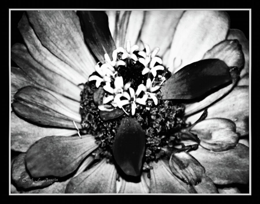 Zinnia Flower in Black and White Photograph by Carol F Austin