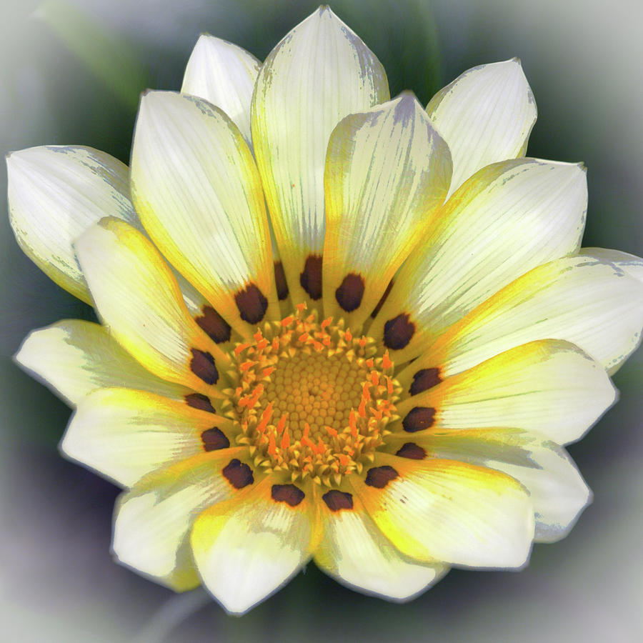 Zinnia Flower in Cream and Yellow Squared Digital Art by Gaby Ethington