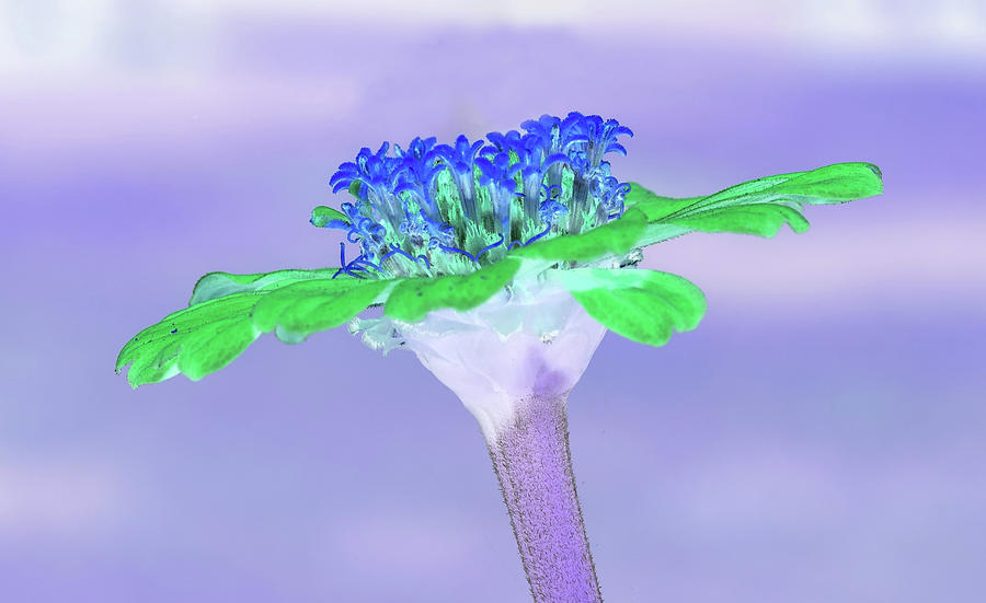 Zinnia Flower in Inverted Colors  Photograph by Mingming Jiang