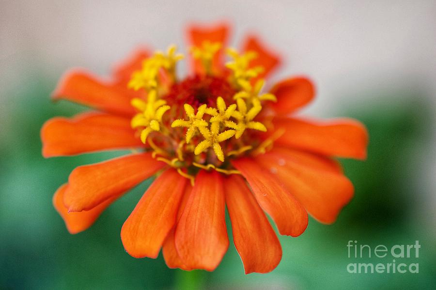 Zinnia flower Photograph by Laura Forde