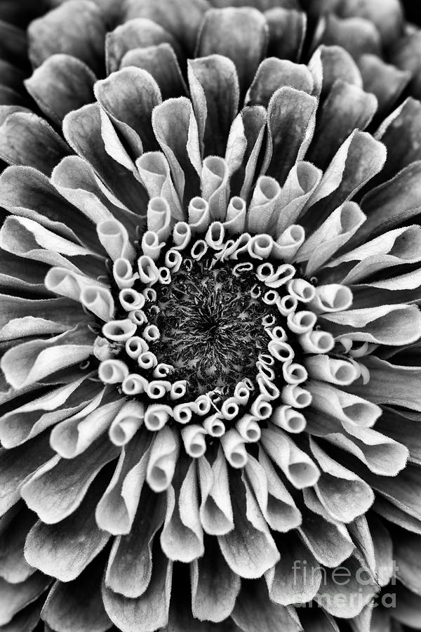 Zinnia Monochrome Photograph by Tim Gainey