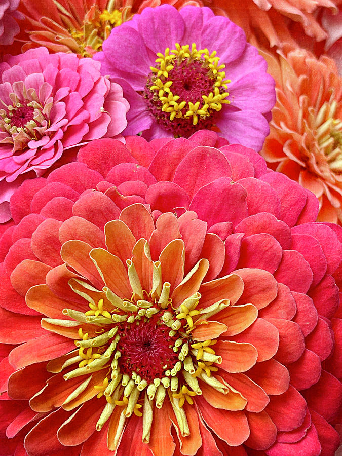 Zinnia Party Surprise 1 Photograph by Jill Love