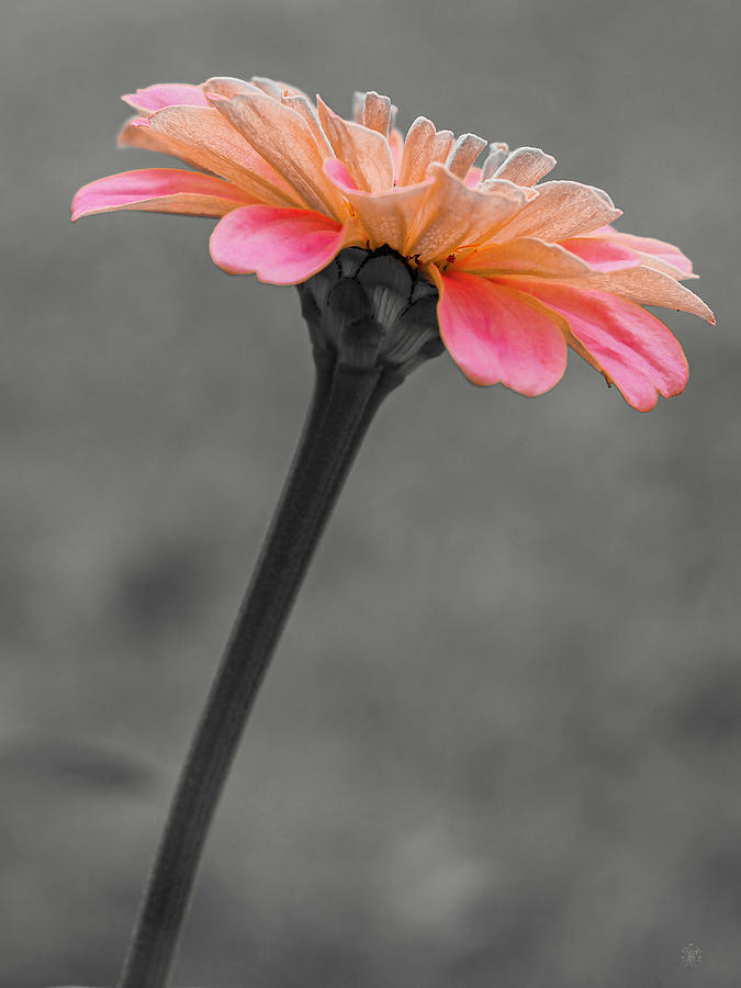 Zinnia Stem 2 of 3 Photograph by Kelly Larson - Fine Art America