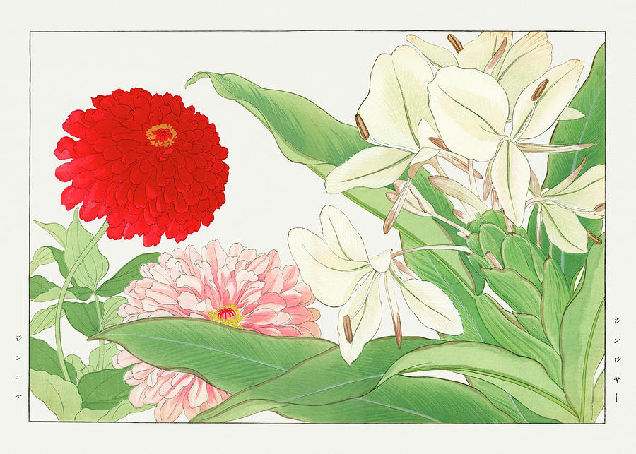 Zinnia, White Ginger Lily Flower - Ukiyo e art - Vintage Japanese woodblock art - Seiyo SOKA ZUFU  Digital Art by Studio Grafiikka