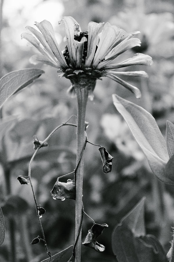 Zinnia with a Dried Out Vine Photograph by W Craig Photography