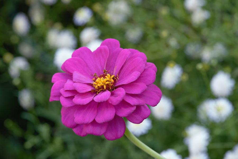 Zinnia with White Flowers Photograph by Julie Blake Edison - Fine Art ...