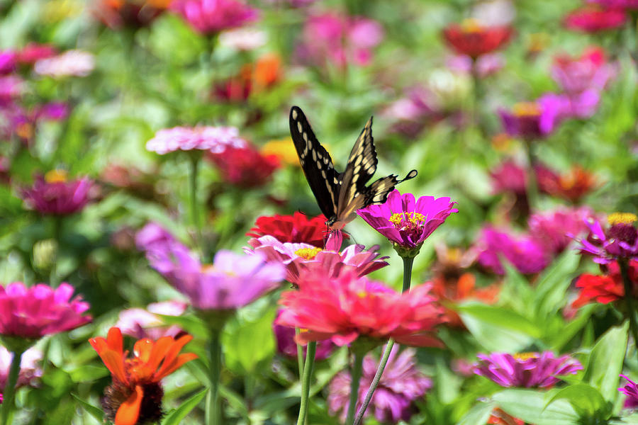 Zinnias and Butterfly Photograph by Steve Stuller