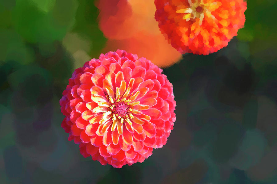 Zinnias Painting by Roger Snyder