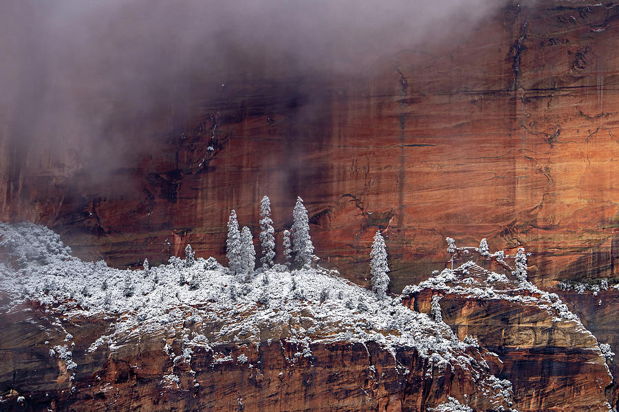 Zion Cliffs with Snowy Trees Photograph by Wesley Aston