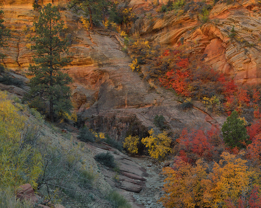 Zion Fall Colors Photograph by Stephen Vecchiotti