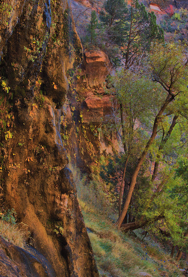 Weeping Rock - Zion Photograph by Stephen Vecchiotti