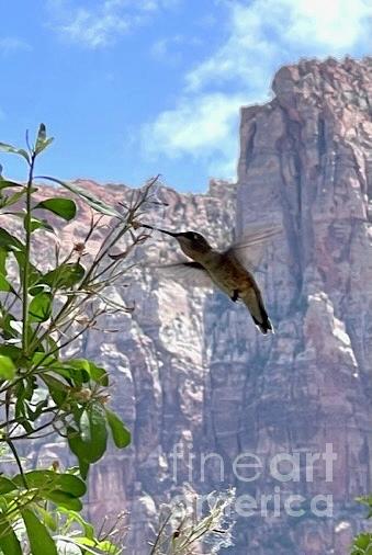 Zion Hummingbird Photograph by Barbara Von Pagel