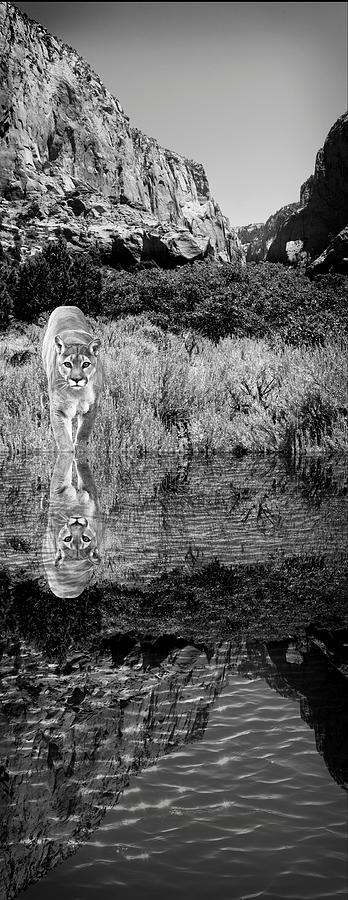 Zion Lion Reflection Mixed Media by Bob Pardue