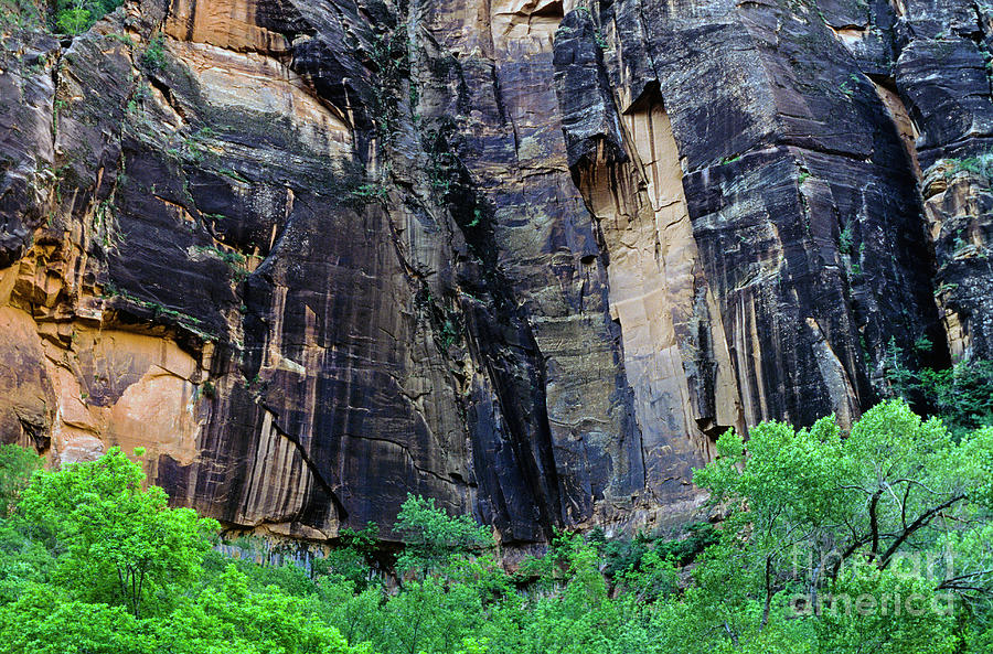 Zion National Park canyon walls with Evergreen trees  Photograph by Jim Corwin