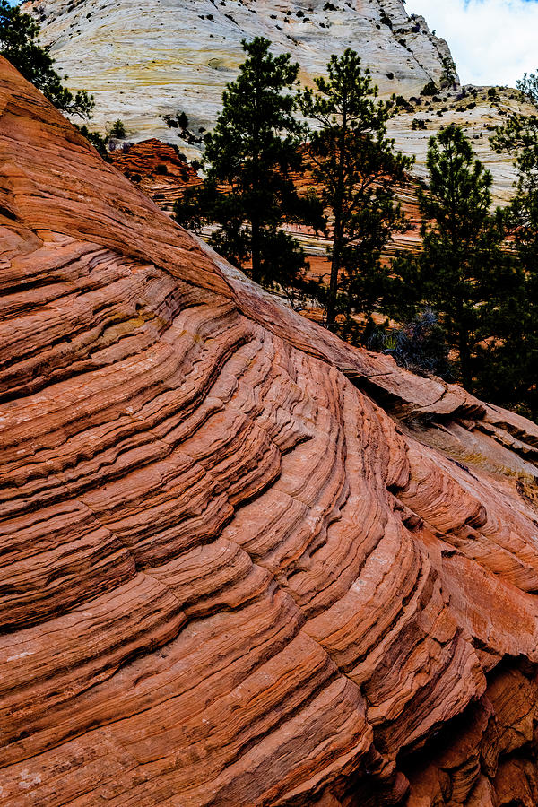 Zion National Park Swirls Photograph by Patricia Dennis