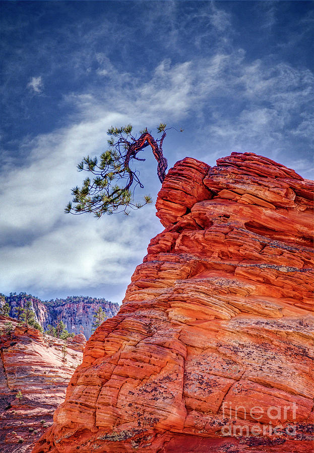 Zion Tree of Harmony Photograph by Charles Dobbs