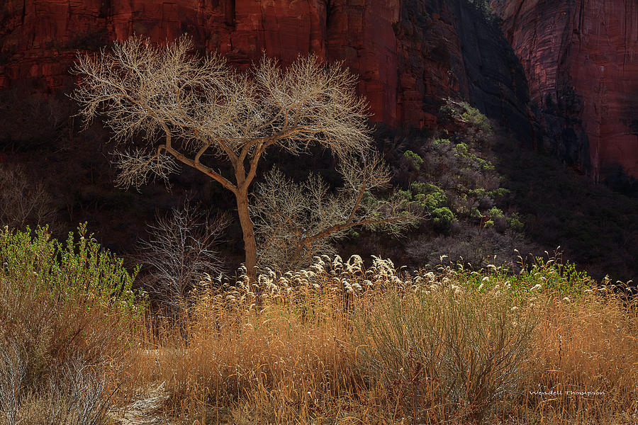 Zion Valley Photograph by Wendell Thompson