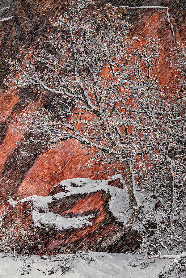 Zion Winter 1 Photograph by Robert Fawcett