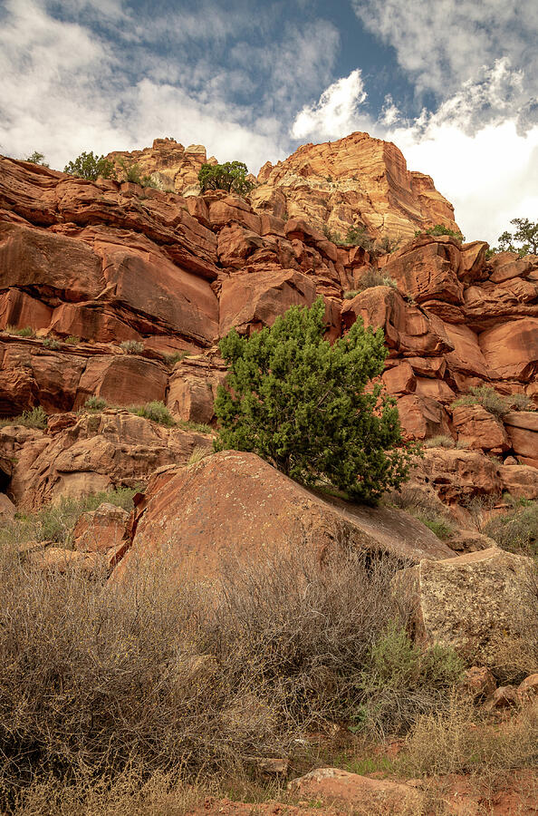 Zion_0870 Photograph by Mark Triplett - Fine Art America