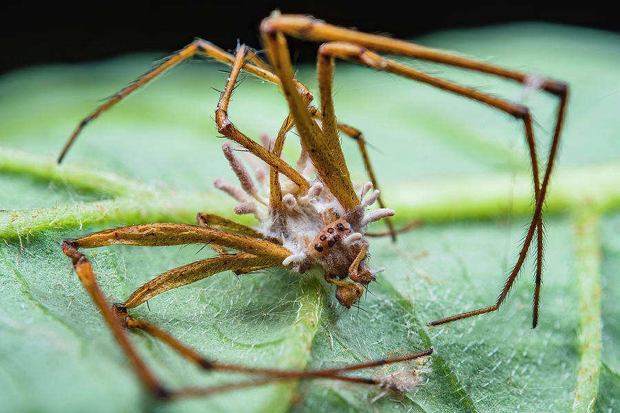 Zombie Comb-Footed Spider - Cordyceps Fungus Infection Photograph by ...