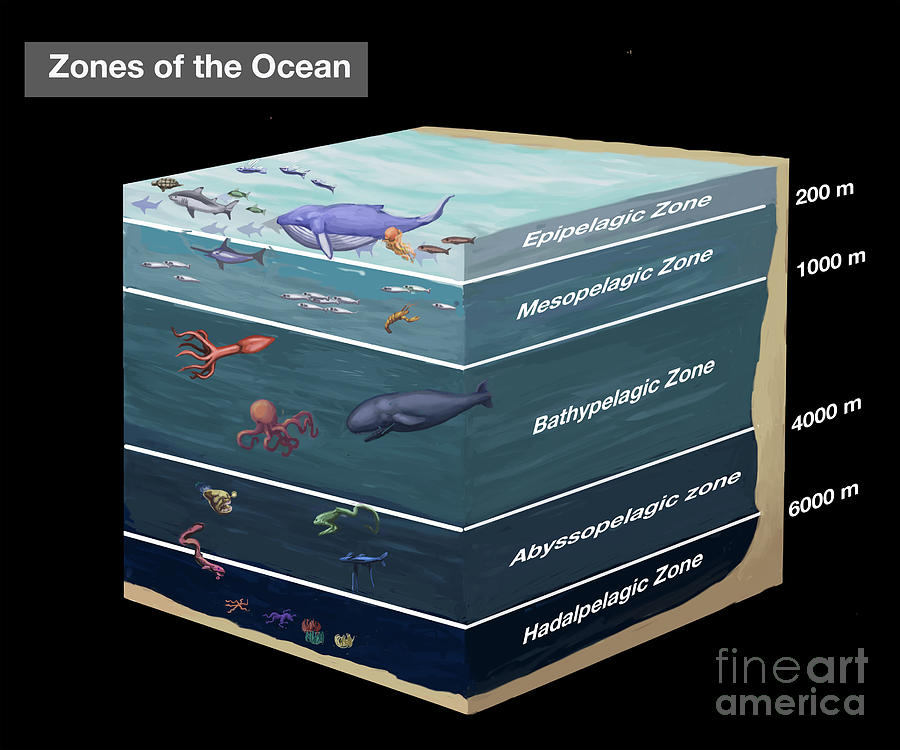 ocean zones diagram for kids