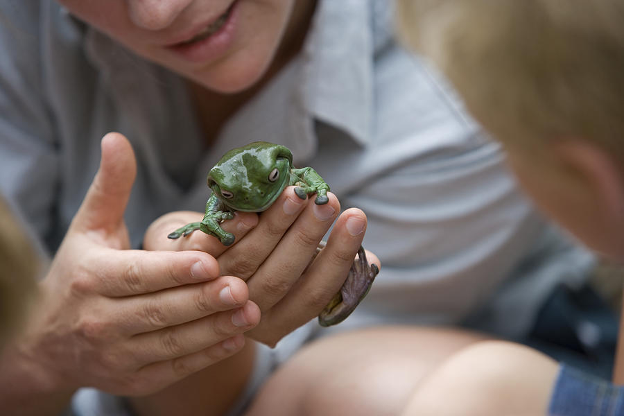 Zoo keeper showing children Green Tree Frog, close-up Photograph by Frans Lemmens