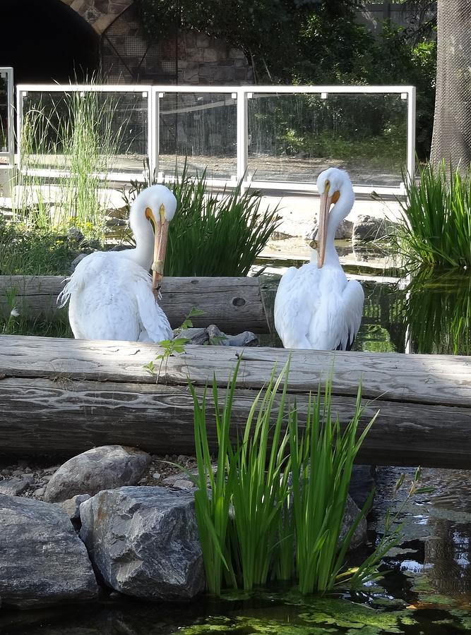 Zoo pelicans Photograph by Lisa Mutch