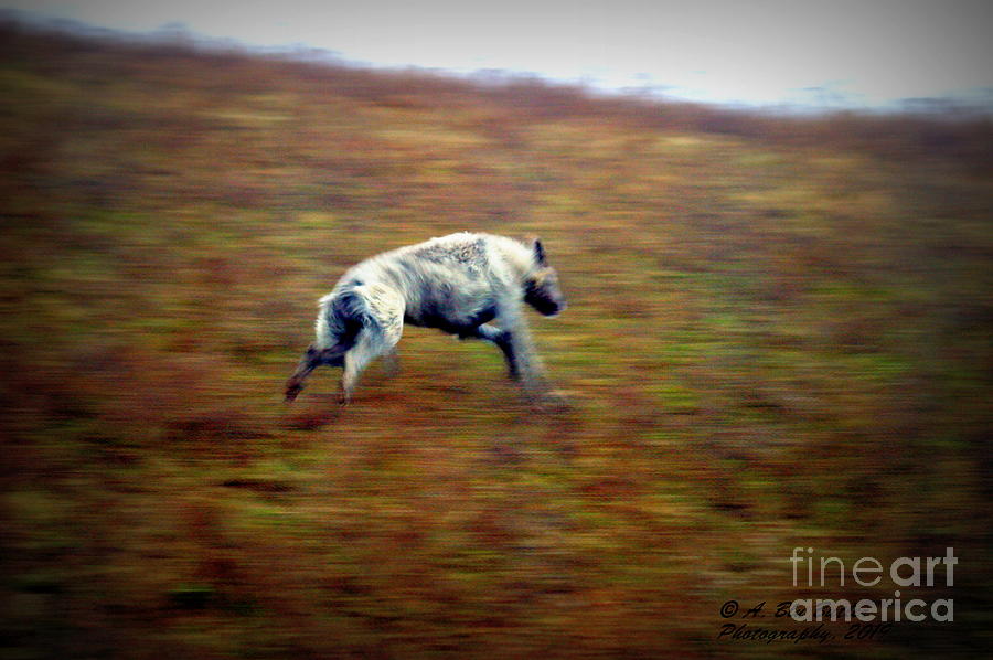 Dog Photograph - Zoom by Ann Butler