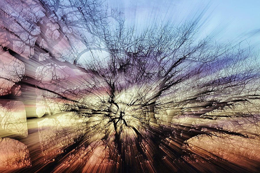 Zoom Burst Sunset Trees Photograph by Gaby Ethington