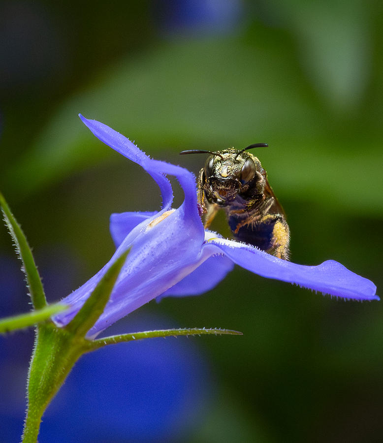 Zoomed In Pollen-covered Bee in Tiny Purple Flower Photograph by Lora J Wilson